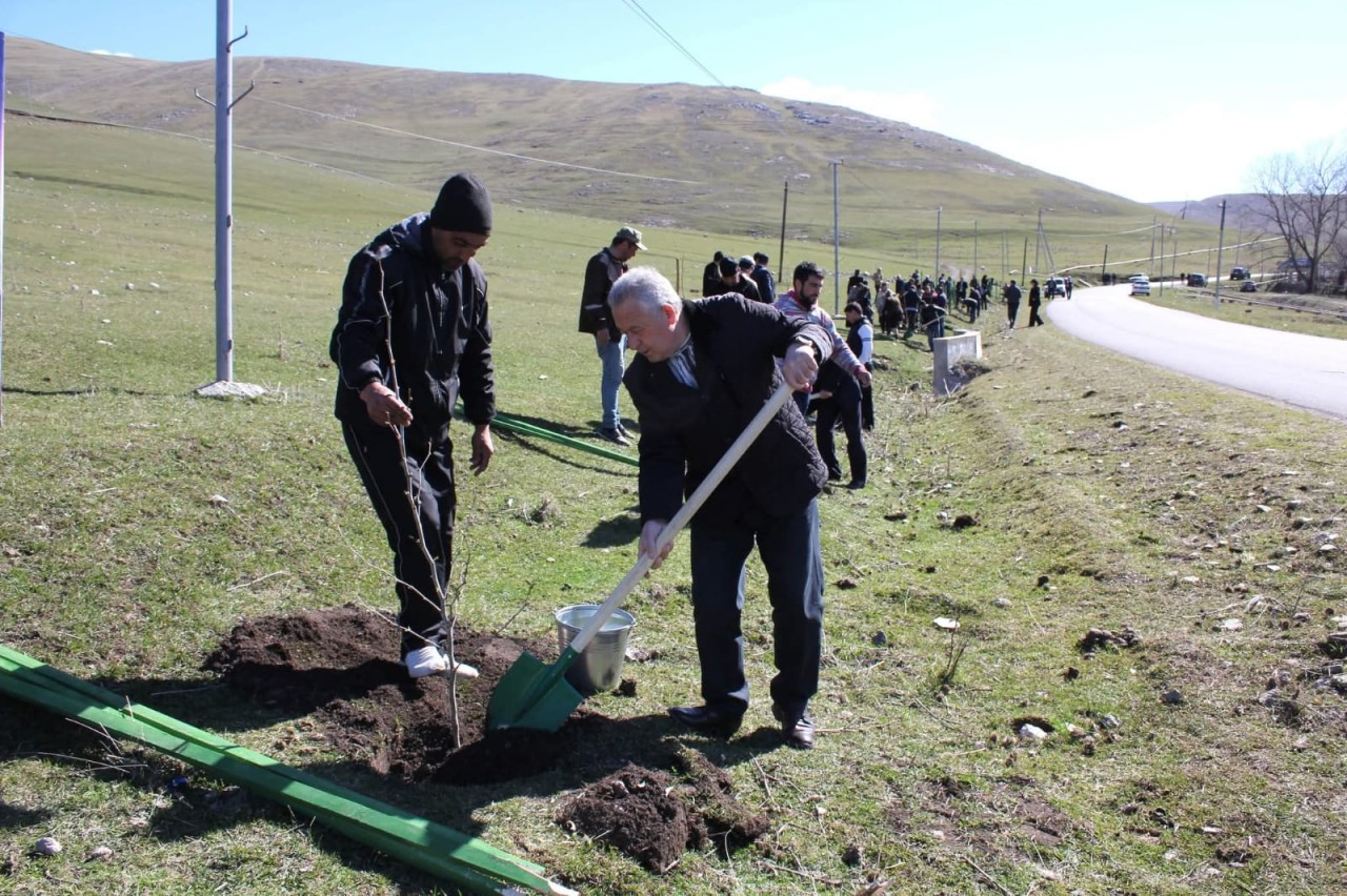 Daşkəsəndə ağacəkmə aksiyası keçirildi - FOTOLAR